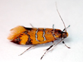 Promalactis procerella